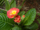 Primula polyanthus Red (2017, April 05)