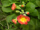 Primula polyanthus Red (2017, April 05)