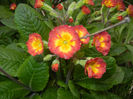 Primula polyanthus Red (2017, April 07)