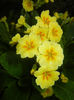 Primula polyanthus Yellow (2017, Apr.10)