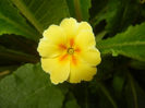 Primula polyanthus Yellow (2017, Apr.10)