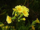 Primula polyanthus Yellow (2017, Apr.10)