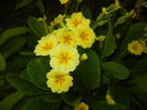 Primula polyanthus Yellow (2017, Apr.10)