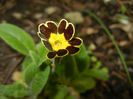 Primula elatior Gold Lace (2017, Apr.08)