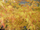 Acer palmatum Katsura (2017, April 10)