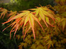 Acer palmatum Katsura (2017, April 10)