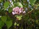 Syringa vulgaris_Lilac (2017, April 09)