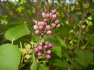 Syringa vulgaris_Lilac (2017, April 09)