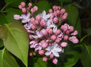 Syringa vulgaris_Lilac (2017, April 10)