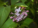 Syringa vulgaris_Lilac (2017, April 13)
