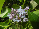 Syringa vulgaris_Lilac (2017, April 13)