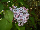 Syringa vulgaris_Lilac (2017, April 13)