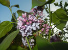 Syringa vulgaris_Lilac (2017, April 13)