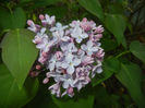 Syringa vulgaris_Lilac (2017, April 13)