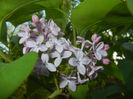 Syringa vulgaris_Lilac (2017, April 13)