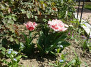 Queensland tulips