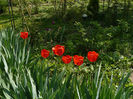 Red Apeldoorne