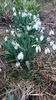 Galanthus