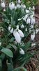 Galanthus