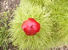 Paeonia Tenuifolia