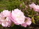 Prunus Triloba