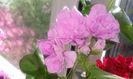 Liliac Rose