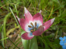 Tulipa Little Beauty (2017, April 15)