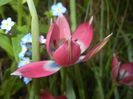 Tulipa Little Beauty (2017, April 15)