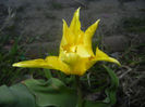 Tulipa Yellow Spider (2017, April 13)