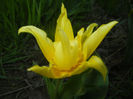 Tulipa Yellow Spider (2017, April 15)
