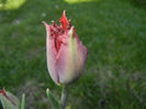 Tulipa Pacific Pearl (2016, April 15)