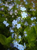 Brunnera macrophylla (2015, May 02)