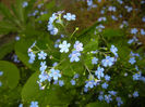 Brunnera macrophylla (2015, May 02)