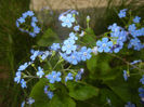 Brunnera macrophylla (2017, April 05)