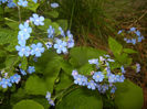 Brunnera macrophylla (2017, April 05)