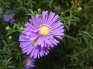 Blue Aster (2016, September 18)