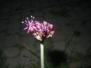 Allium atropurpureum (2015, May 13)