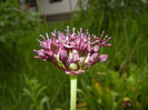 Allium atropurpureum (2015, May 16)