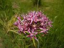 Allium atropurpureum (2015, May 20)