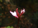 Pink Stellar Geranium (2016, Sep.18)