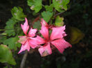 Pink Stellar Geranium (2016, Sep.28)