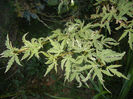 Acer palmatum Butterfly (2016, Sep.18)