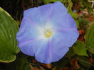 Blue Morning Glory (2016, Oct.06)