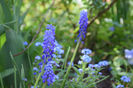 16 Aprilie muscari armericum