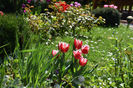 Canasta tulips