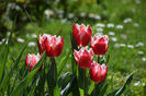 Canasta tulips