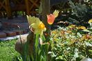 Blushing lady tulips