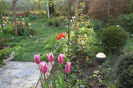 Akita tulips !? Parca nu sunt....