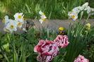 Gerbrand Kieft tulip