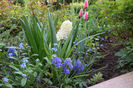 Zambila Aioles si Pepermint Stick tulip